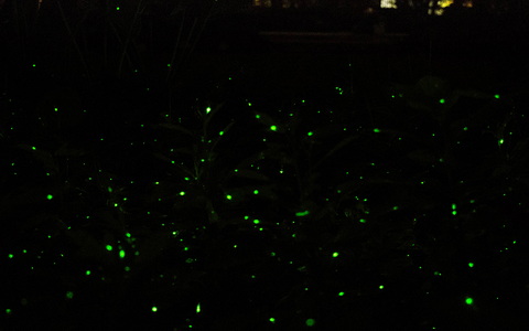 Thousand Points of Light